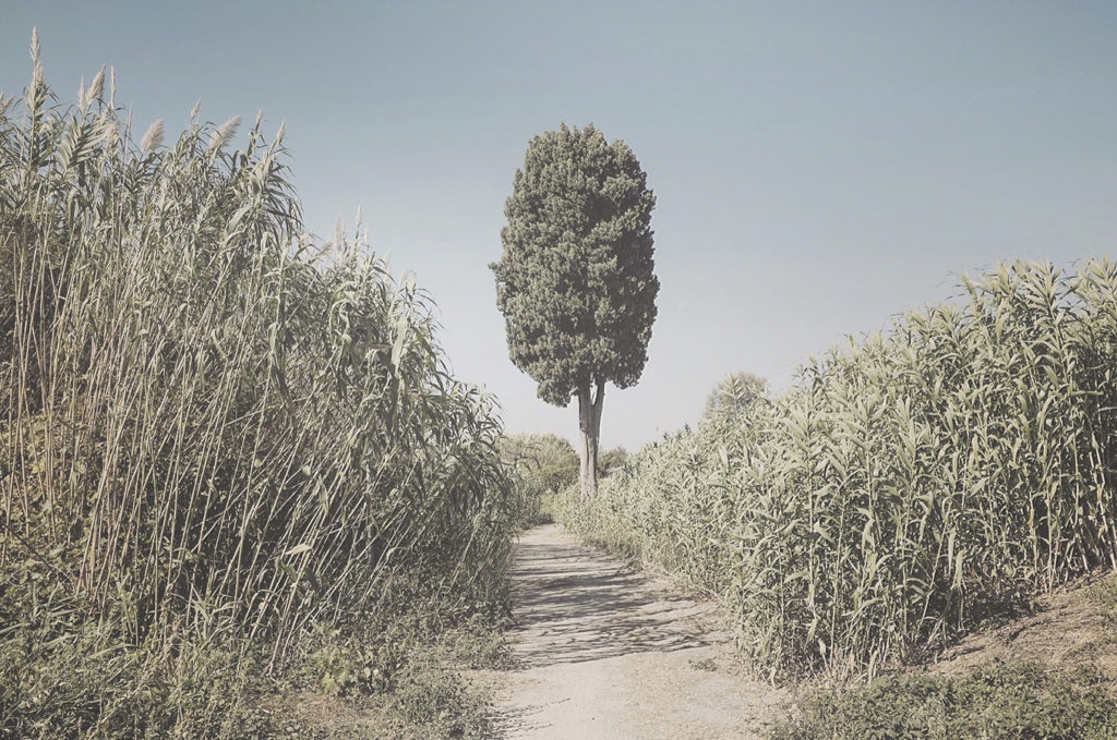 Cascina, lungo l’ansa del fiume Arno – 2018